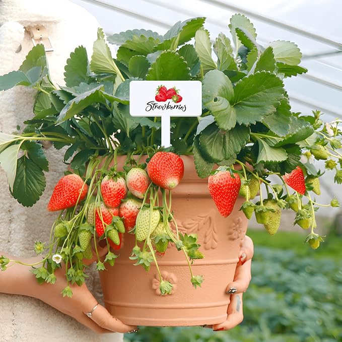 30 Pcs Acrylic Fruit Plant Labels